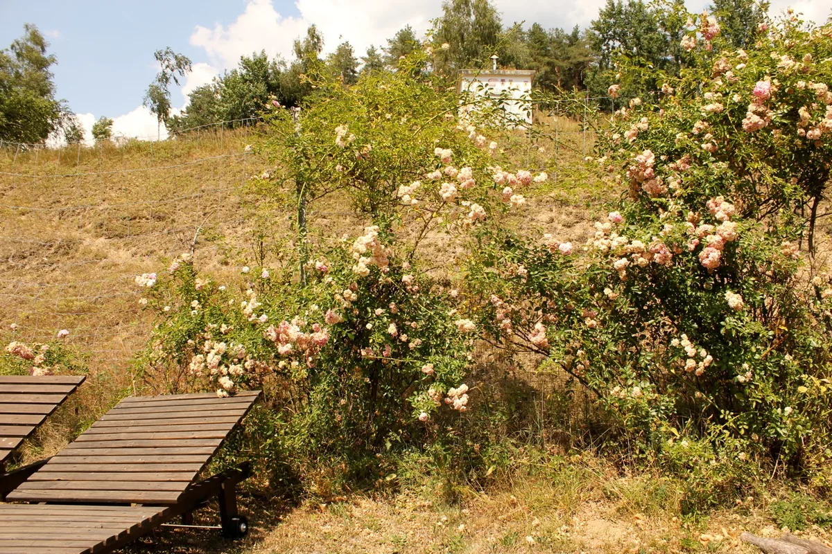 Liegestühle im Garten bei blühenden Rosen