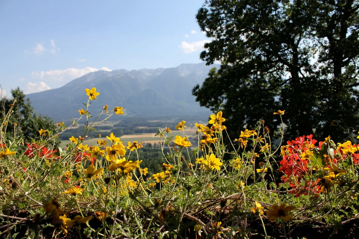 Blick auf die Karawanken über einer blühenden Blumenwiese am Ferienhaus Huber
