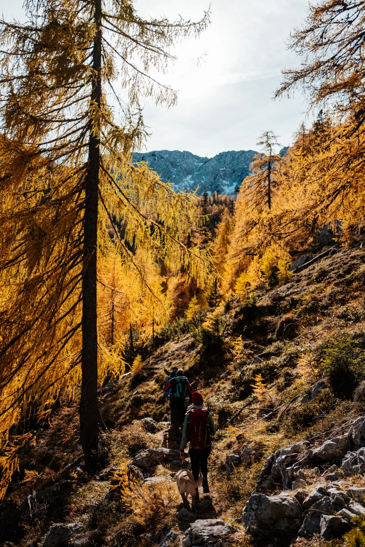 Wanderer mit Hund zwischen goldenen Lärchen an der Petzen