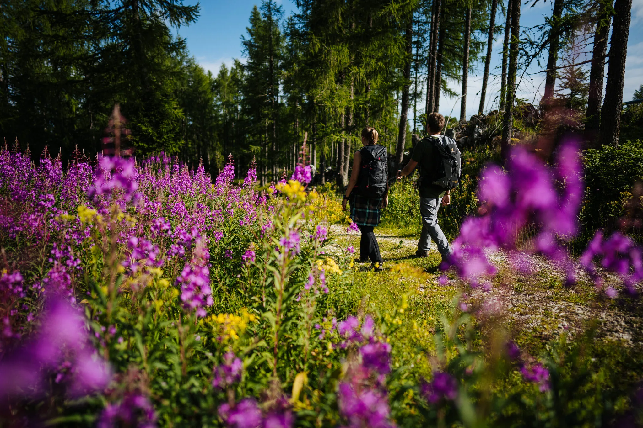 Hiking through blooming alpine meadows on the Petzen