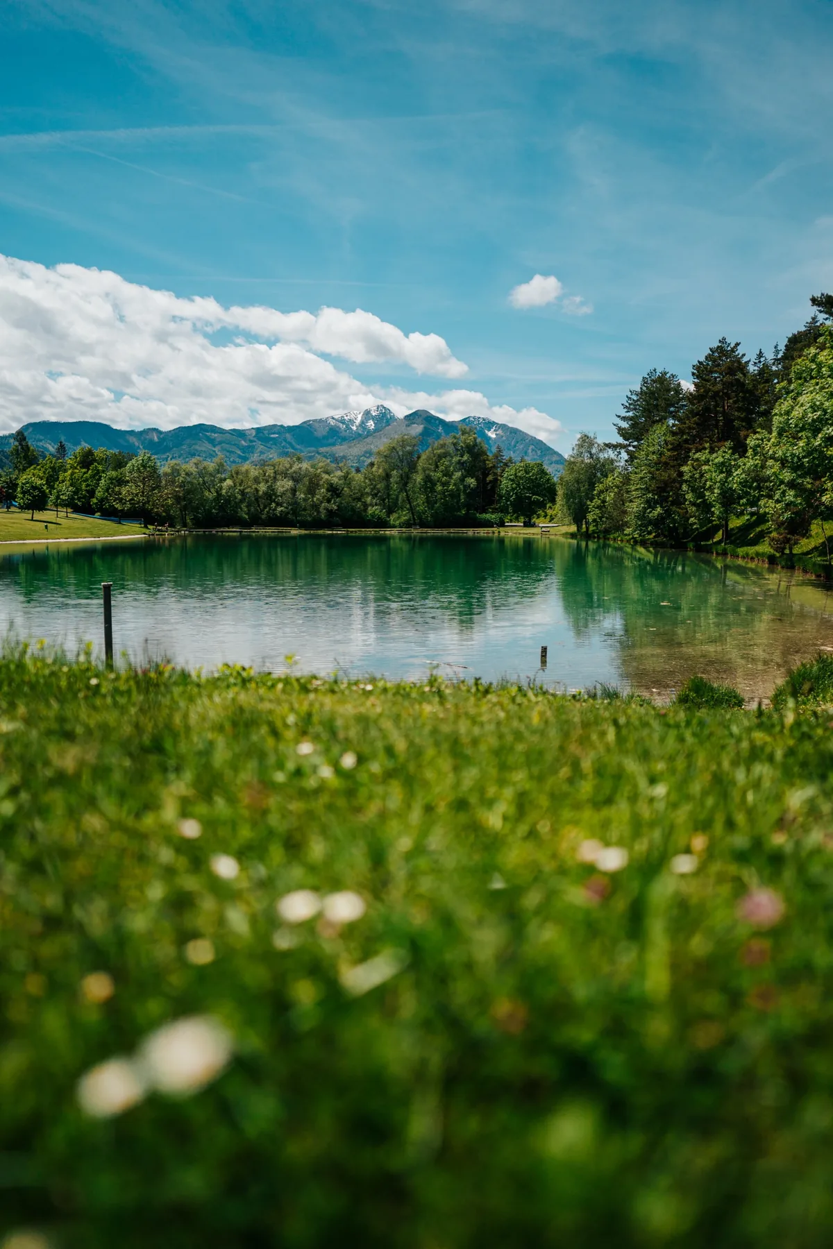 Der Sonnegger See: stilles grünes Wasser hinter einer Blumenwiese, dahinter Wald und Berge