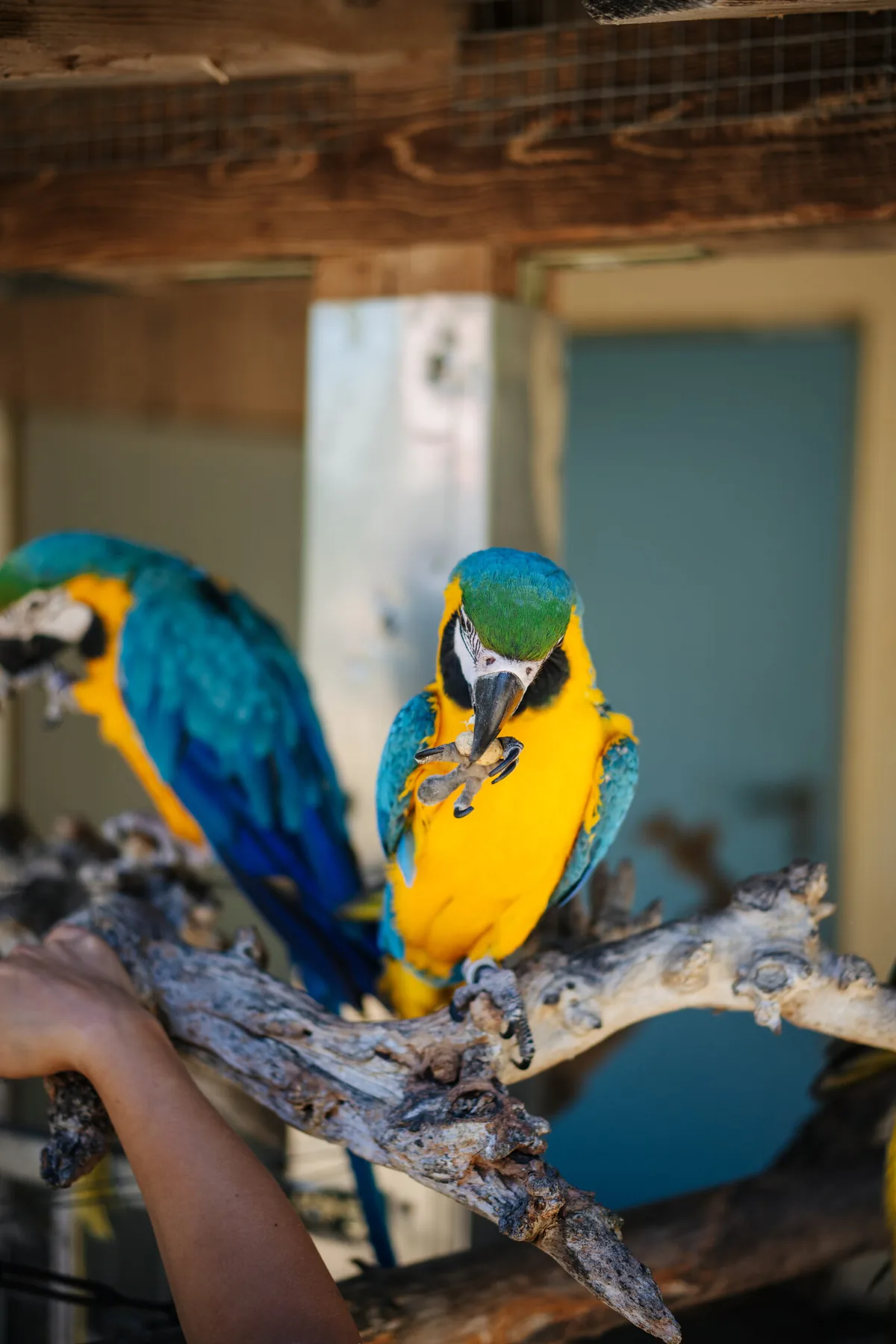Bunte Aras im Vogelpark Turnersee