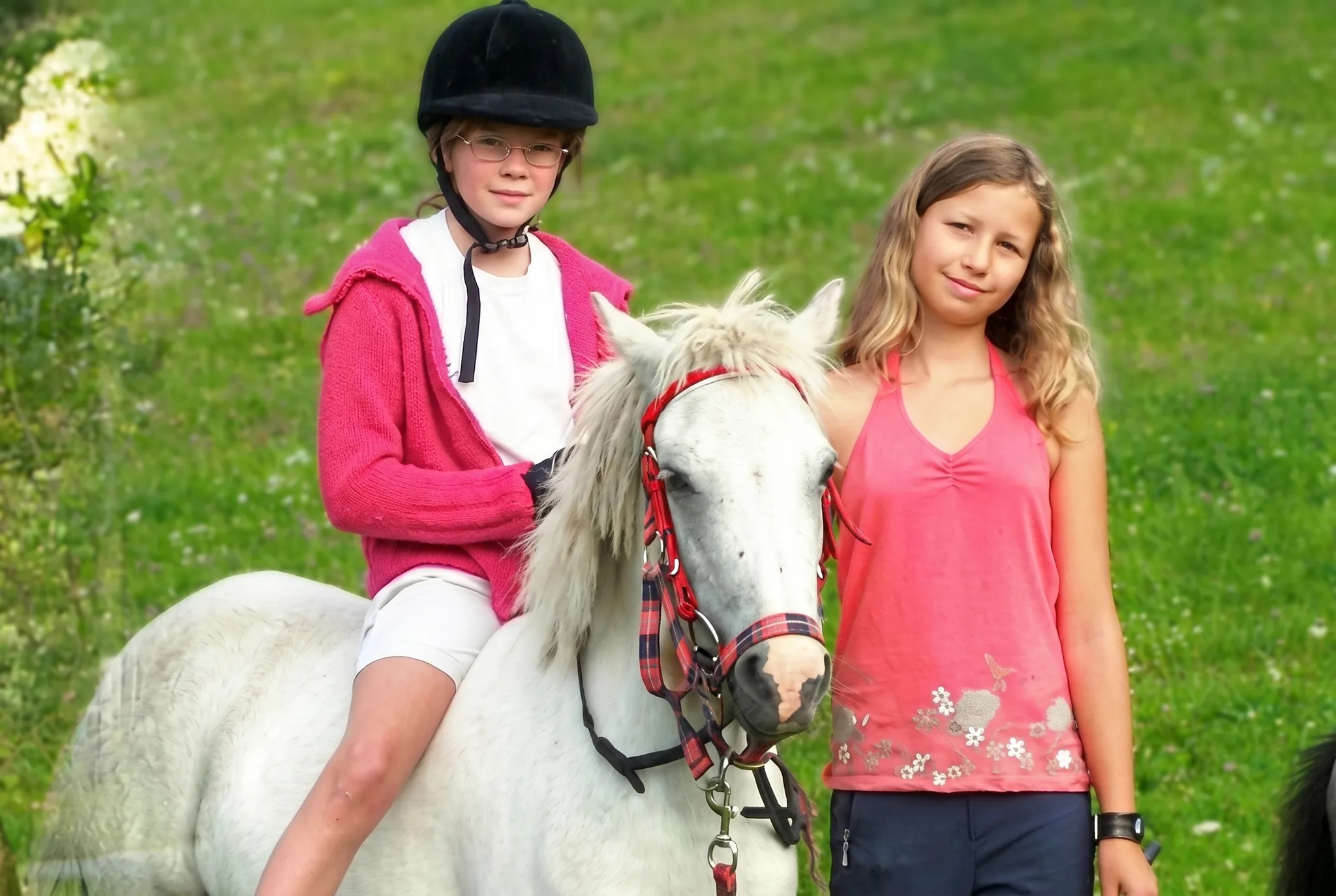 Neugieriges Pony-Fohlen am Waldrand