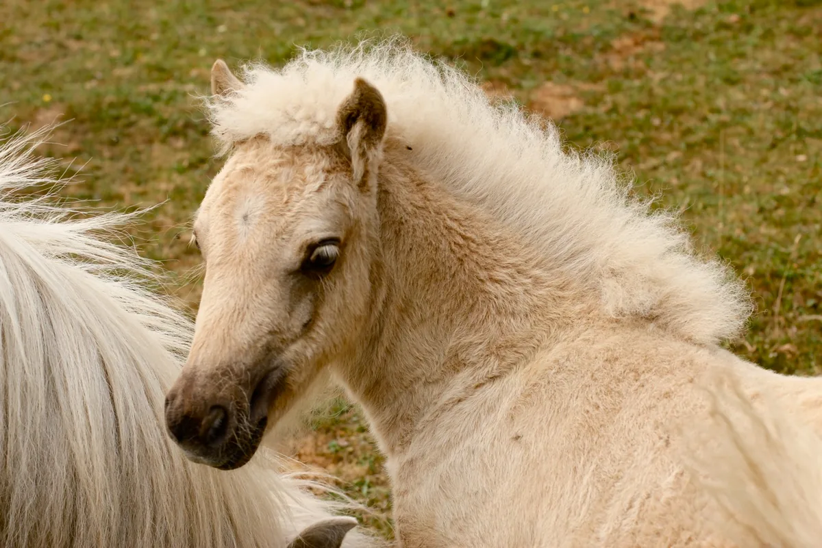 Helles Pony auf der Weide