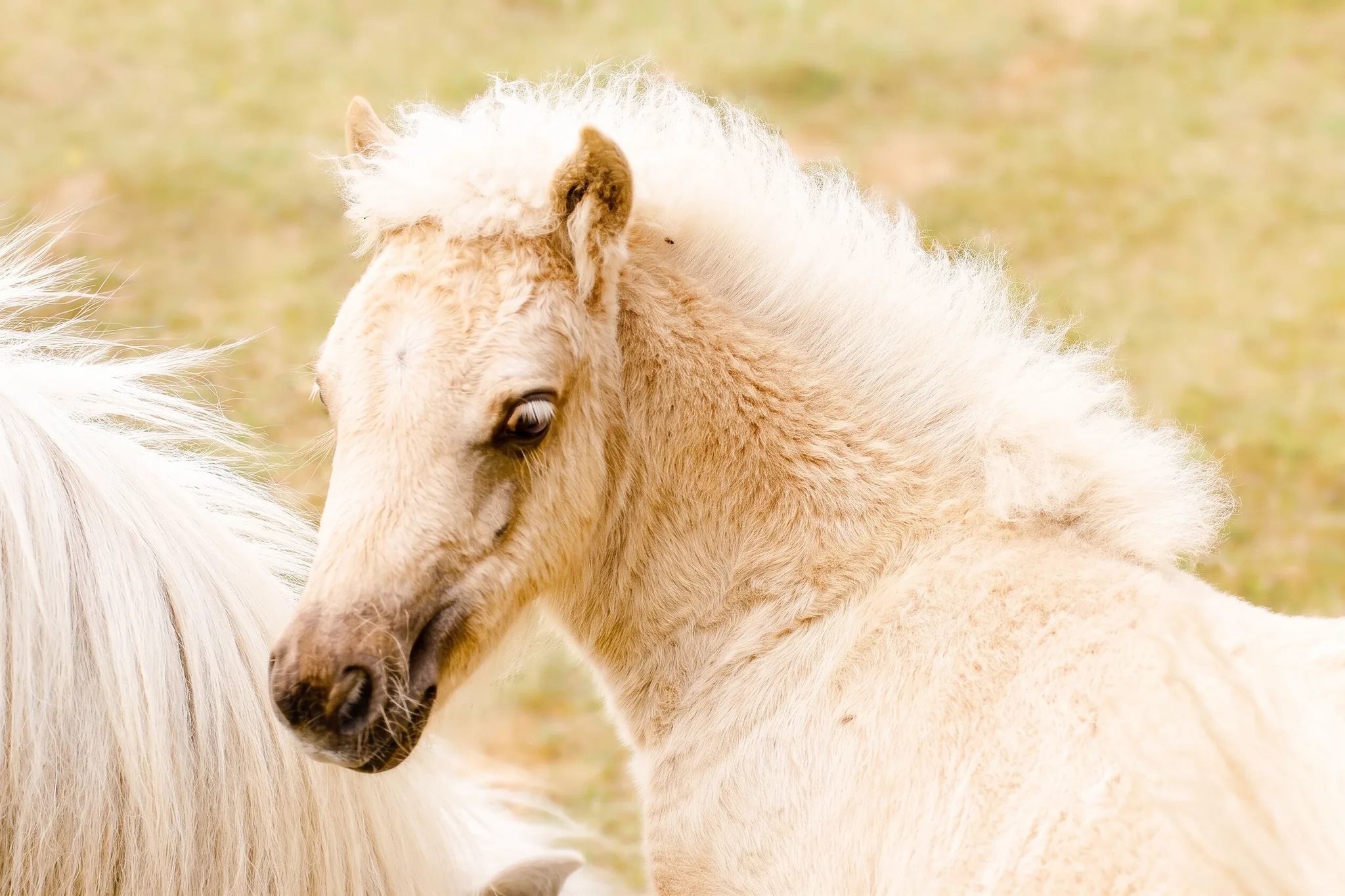 Helles Pony-Fohlen auf der Weide
