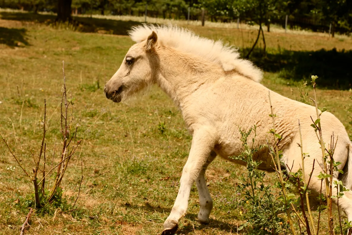 Junges Pony beim Spielen auf der Wiese