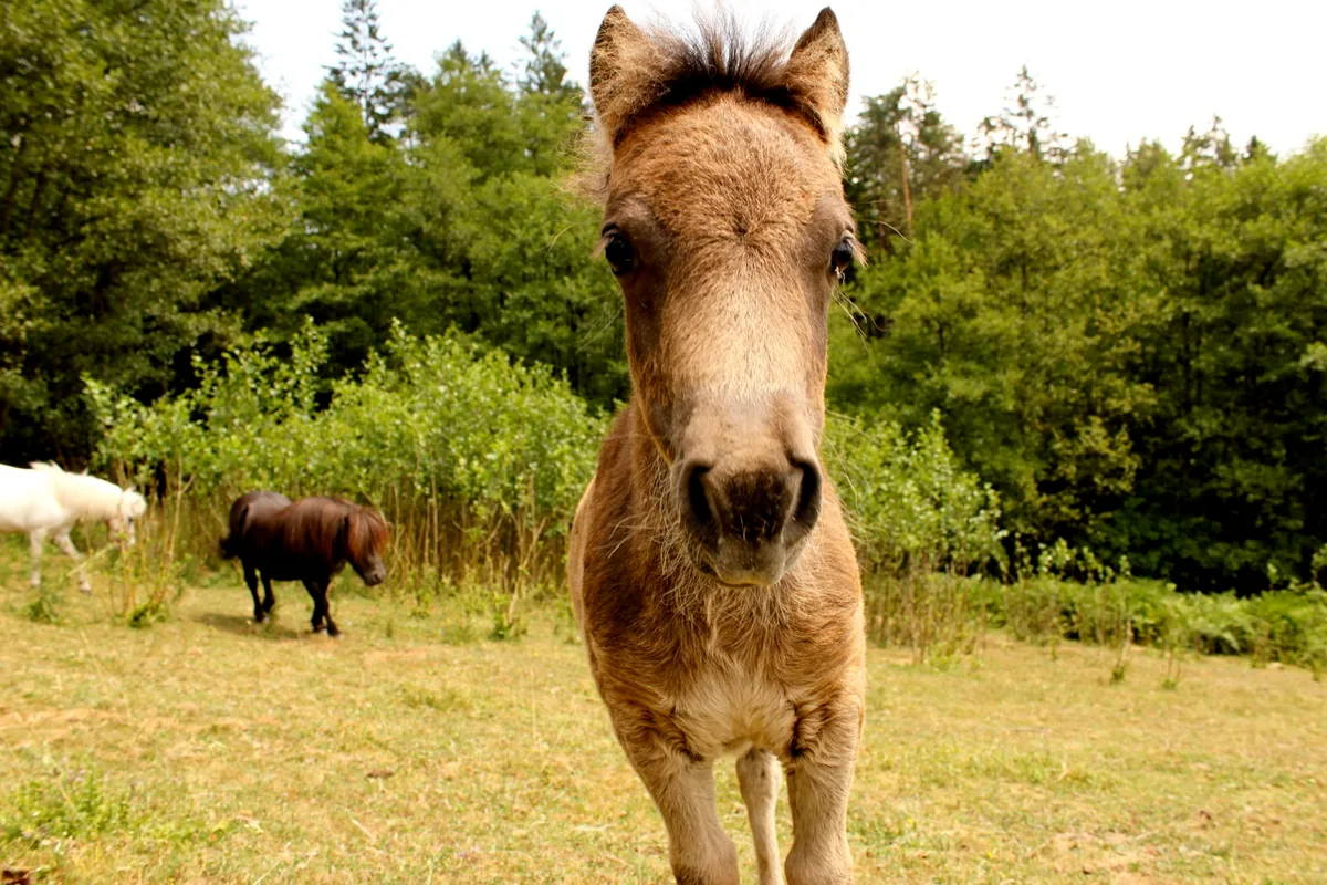Ponys mit der Herde auf der Koppel