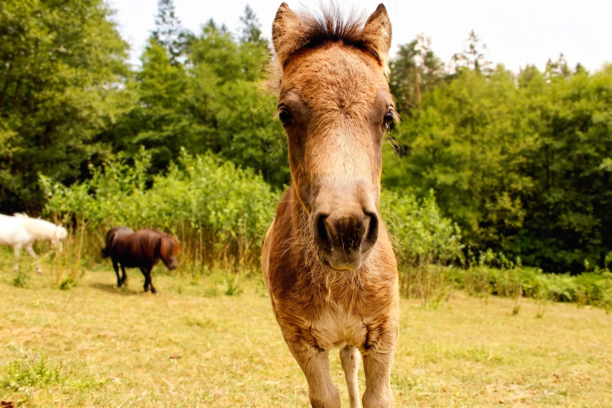 Pony-Fohlen mit der Herde auf der Koppel
