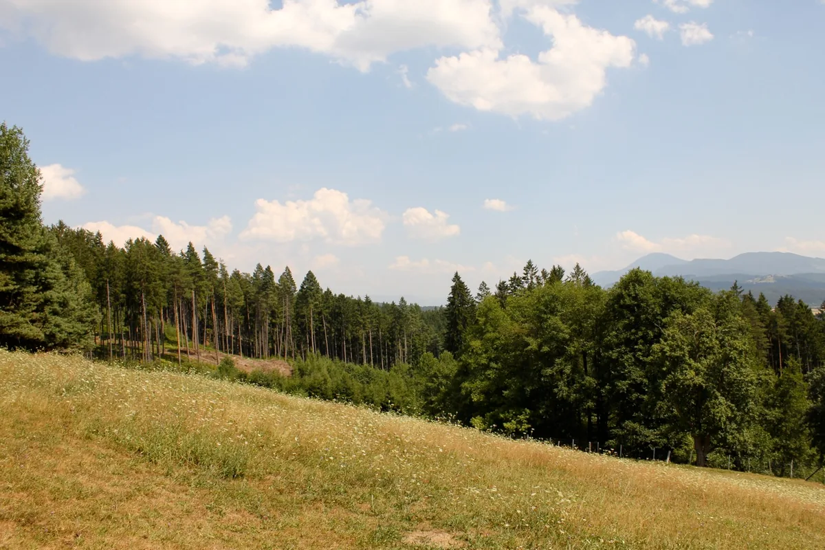 Wälder und Wiesen rund um das Ferienhaus